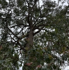 Angophora floribunda at suppressed - 5 Nov 2023