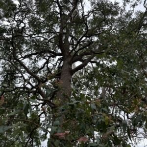 Angophora floribunda at suppressed - 5 Nov 2023