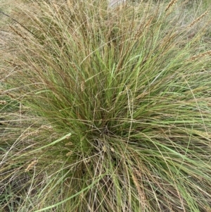 Carex appressa at Bruce, ACT - 5 Nov 2023 06:08 PM