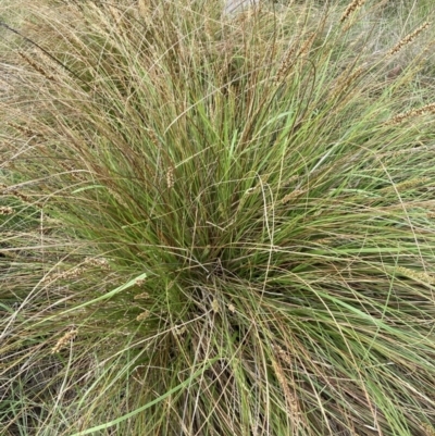 Carex appressa (Tall Sedge) at Bruce Ridge to Gossan Hill - 5 Nov 2023 by lyndallh