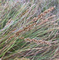 Carex appressa at Bruce, ACT - 5 Nov 2023 06:08 PM