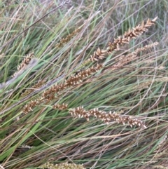 Carex appressa at Bruce, ACT - 5 Nov 2023