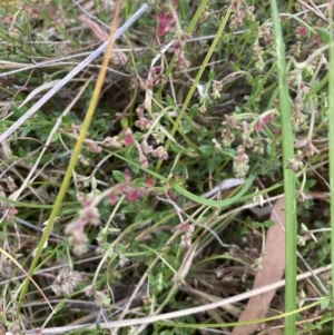 Gonocarpus tetragynus at Bruce, ACT - 5 Nov 2023 06:00 PM