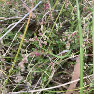 Gonocarpus tetragynus (Common Raspwort) at Flea Bog Flat, Bruce - 5 Nov 2023 by lyndallh