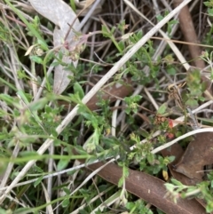 Gonocarpus tetragynus at Bruce, ACT - 5 Nov 2023 06:00 PM