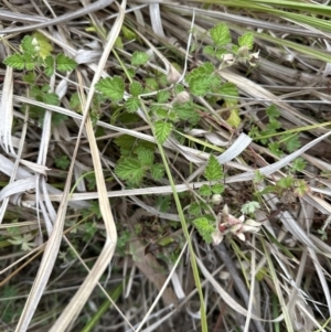 Rubus parvifolius at Kangaroo Valley, NSW - suppressed