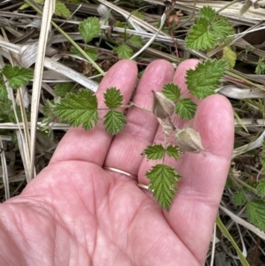 Rubus parvifolius at Kangaroo Valley, NSW - suppressed