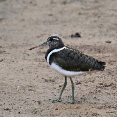 Rostratula australis (Australian Painted-snipe) at National Arboretum Forests - 4 Nov 2023 by davidcunninghamwildlife