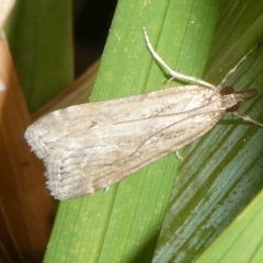 Eudonia cleodoralis (A Crambid moth) at Charleys Forest, NSW - 5 Nov 2023 by arjay