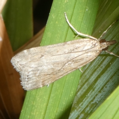 Eudonia cleodoralis (A Crambid moth) at Charleys Forest, NSW - 5 Nov 2023 by arjay