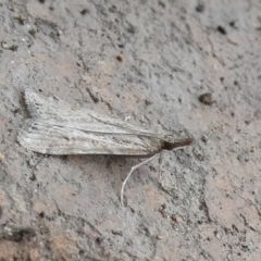 Eudonia cleodoralis at Charleys Forest, NSW - suppressed