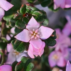 Boronia algida at Cotter River, ACT - 11 Oct 2020