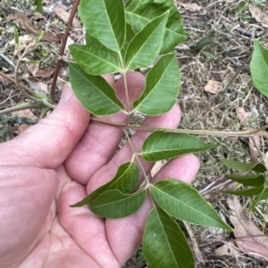 Melia azedarach at Kangaroo Valley, NSW - 5 Nov 2023