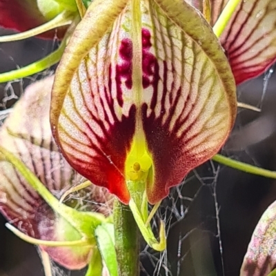 Cryptostylis erecta (Bonnet Orchid) at Eurobodalla National Park - 20 Jan 2021 by Steve818