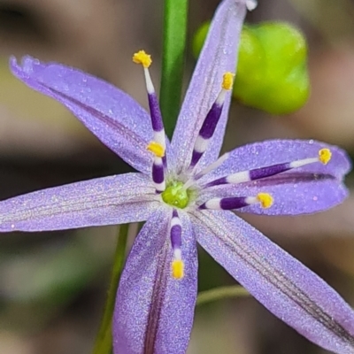 Caesia calliantha (Blue Grass-lily) at Congo, NSW - 19 Nov 2020 by Steve818