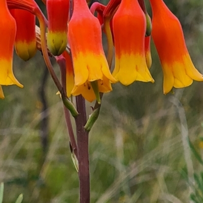 Blandfordia nobilis (Christmas Bells) at Morton National Park - 20 Jan 2022 by Steve818