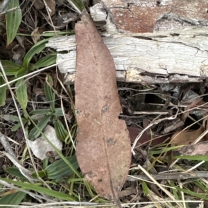 Corymbia maculata at Kangaroo Valley, NSW - 5 Nov 2023