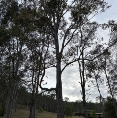 Corymbia maculata at Kangaroo Valley, NSW - 5 Nov 2023
