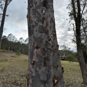 Corymbia maculata at Kangaroo Valley, NSW - suppressed