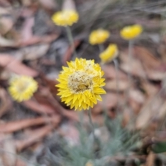 Leucochrysum albicans subsp. albicans (Hoary Sunray) at QPRC LGA - 5 Nov 2023 by Csteele4