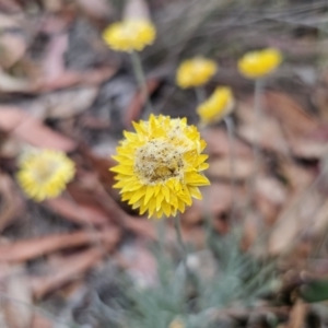 Leucochrysum albicans subsp. albicans at Mount Fairy, NSW - 5 Nov 2023