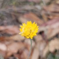 Leucochrysum albicans subsp. albicans at Mount Fairy, NSW - 5 Nov 2023