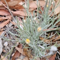 Leucochrysum albicans subsp. albicans at Mount Fairy, NSW - 5 Nov 2023