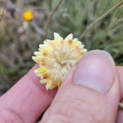 Leucochrysum albicans subsp. albicans at Mount Fairy, NSW - 5 Nov 2023