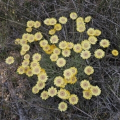 Leucochrysum albicans subsp. albicans at Mount Fairy, NSW - 5 Nov 2023