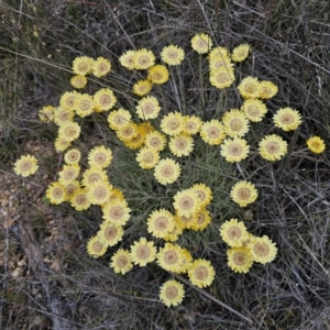 Leucochrysum albicans subsp. albicans at Mount Fairy, NSW - 5 Nov 2023