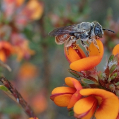 Leioproctus (Andrenopsis) wilsoni (A plaster bee) at Yass River, NSW - 4 Nov 2023 by SimoneC