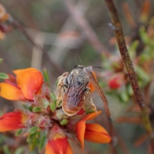 Leioproctus (Andrenopsis) wilsoni at Yass River, NSW - suppressed