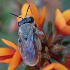 Leioproctus (Andrenopsis) wilsoni at Yass River, NSW - suppressed