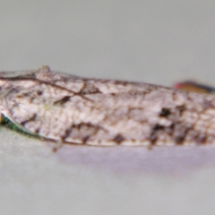 Acropolitis canana at Sheldon, QLD - suppressed