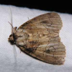 Alophosoma (genus) at suppressed - 30 Oct 2007