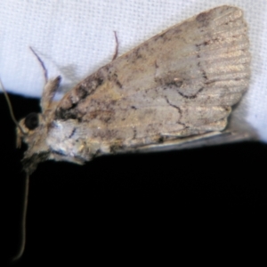 Alophosoma (genus) at suppressed - suppressed