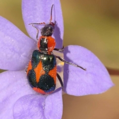 Dicranolaius villosus (Melyrid flower beetle) at Lake Burley Griffin West - 3 Nov 2023 by ConBoekel