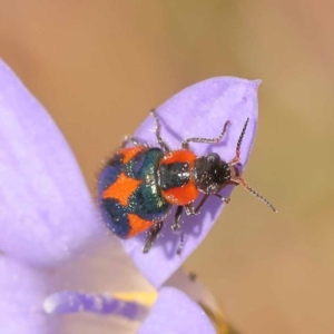 Dicranolaius villosus at Yarralumla, ACT - 3 Nov 2023