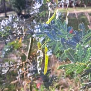 Acacia baileyana at Evatt, ACT - 5 Nov 2023