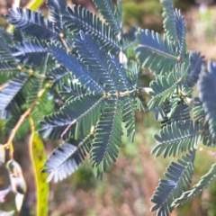 Acacia baileyana at Evatt, ACT - 5 Nov 2023