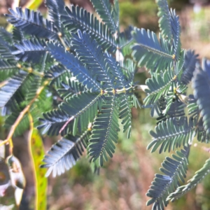 Acacia baileyana at Evatt, ACT - 5 Nov 2023