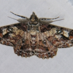 Cleora illustraria (A Geometer moth) at Sheldon, QLD - 30 Oct 2007 by PJH123