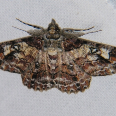 Cleora illustraria (A Geometer moth) at Sheldon, QLD - 31 Oct 2007 by PJH123