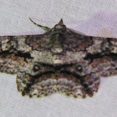 Cleora illustraria (A Geometer moth) at Sheldon, QLD - 30 Oct 2007 by PJH123