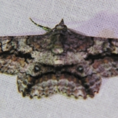 Cleora illustraria (A Geometer moth) at Sheldon, QLD - 30 Oct 2007 by PJH123
