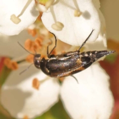 Mordellidae (family) (Unidentified pintail or tumbling flower beetle) at Blue Gum Point to Attunga Bay - 3 Nov 2023 by ConBoekel