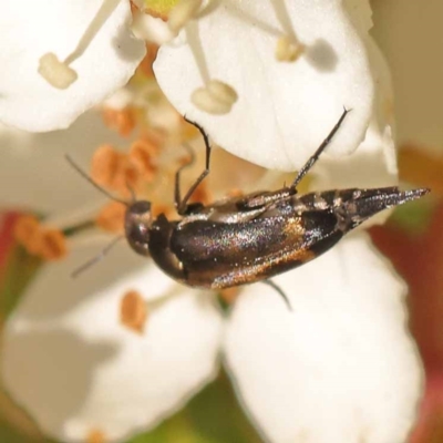 Mordellidae (family) (Unidentified pintail or tumbling flower beetle) at Blue Gum Point to Attunga Bay - 3 Nov 2023 by ConBoekel