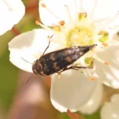 Mordellidae (family) at Blue Gum Point to Attunga Bay - 3 Nov 2023 11:58 AM