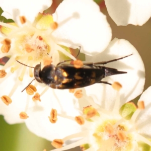 Mordellidae (family) at Blue Gum Point to Attunga Bay - 3 Nov 2023