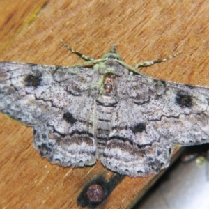 Cleora (genus) at Sheldon, QLD - suppressed